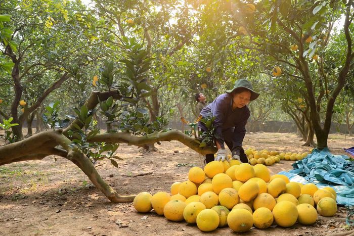 Nâng cao giá trị gia tăng, tạo động lực tăng trưởng bền vững cho ngành nông nghiệp. (Ảnh: Hoài Nam/Vietnam+)
