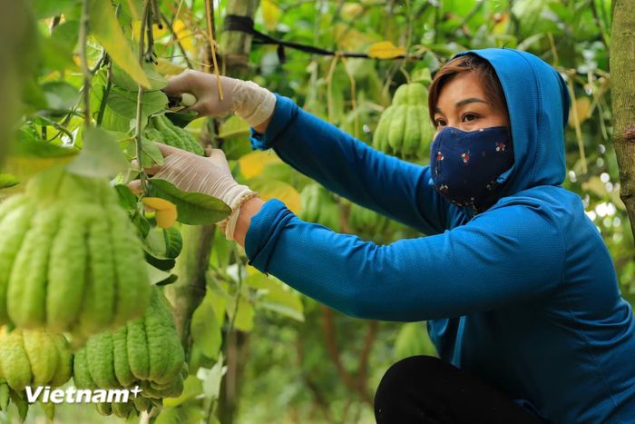 Người dân chăm sóc phật thủ. (Ảnh: Hoài Nam/Vietnam+)