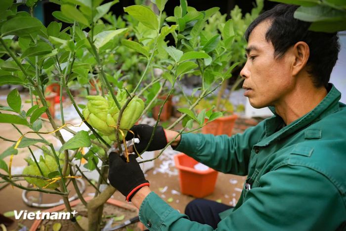  Thúc đẩy sản xuất nông nghiệp theo chuỗi giá trị. (Ảnh: Hoài Nam/Vietnam+) 