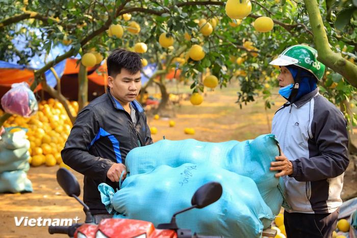 Người dân thu hoạch bưởi. (Ảnh: Hoài Nam/Vietnam+)