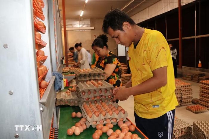 Công nhân Công ty trách nhiệm hữu hạn Chăn nuôi Công nghệ cao 168, xã Tam Ngãi, tỉnh Vĩnh Long, đóng gói trứng gà. (Ảnh: Phúc Sơn/TTXVN)