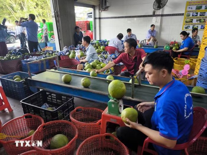 Đóng gói bưởi da xanh xuất khẩu tại nhà máy chế biến sản xuất Hương Miền Tây, xã Phước Mỹ Trung, tỉnh Vĩnh Long. (Ảnh: Phúc Sơn/TTXVN)