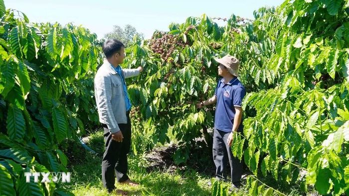 Ông A Điêm (phải), xã Ngọk Réo, tỉnh Quảng Ngãi, sử dụng tiền chi trả dịch vụ môi trường rừng để phát triển diện tích cà phê của gia đình. (Ảnh: Dư Toán/TTXVN)