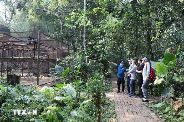 Voọc mông trắng được cứu hộ và bảo tồn tại Trung tâm Cứu hộ các loài linh trưởng nguy cấp (EPRC), Vườn Quốc gia Cúc Phương. (Ảnh: Thùy Dung/TTXVN)
