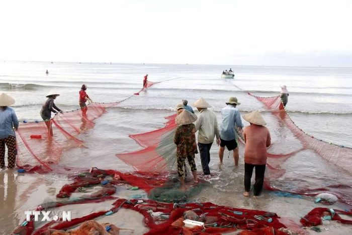 Khi lưới được thả, hàng chục người chia thành hai nhóm hai đầu vòng cung vừa kéo lưới vào bờ vừa đi thụt lùi trên bãi cát. (Ảnh: Hồng Hiếu/TTXVN)