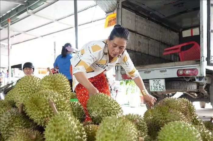 Thương lái tỉnh Tây Ninh thu mua, phân loại sầu riêng để chuẩn bị đưa ra thị trường. Ảnh: Minh Phú/TTXVN