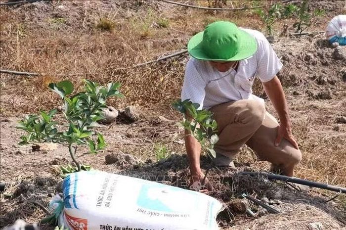 Nông dân Tây Ninh chuyển đổi diện tích đất trồng lúa kém hiệu quả sang các loại cây trồng phù hợp, góp phần nâng cao giá trị sản xuất trên cùng đơn vị diện tích. Ảnh: Bùi Giang/TTXVN