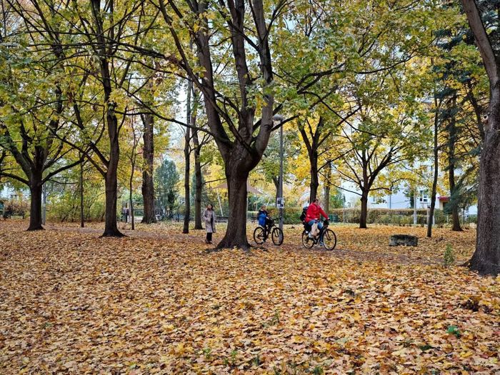 Người dân đi dạo giữa sắc lá vàng.
