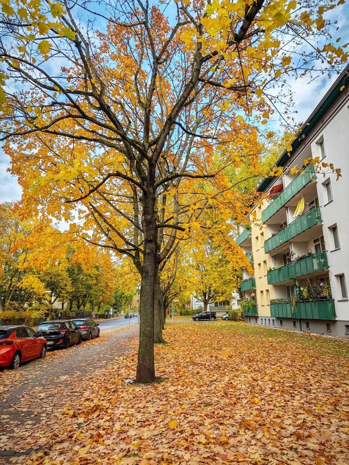 “Thảm lá vàng” trên vỉa hè phố Volkradstraße.