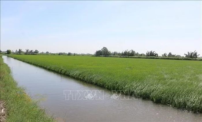 Mô hình tôm - lúa kết hợp tạo ra hạt gạo sạch tự nhiên, đáp ứng các tiêu chuẩn khắt khe hàng đầu thế giới. Ảnh: Tuấn Kiệt/TTXVN