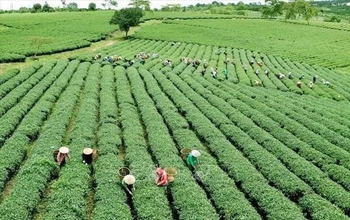 Công nghệ giúp người nông dân tăng năng suất mà vẫn tiết kiệm tài nguyên – lại rất gần với điều Việt Nam đang mong mỏi. Ảnh minh họa: TTXVN