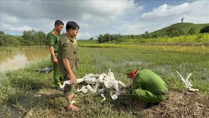 Lực lượng Hạt Kiểm lâm Như Thanh phối hợp với các lực lượng chức năng tiêu hủy cò giả bằng xốp được các đối tượng sử dụng để dẫn dụ, bẫy bắt chim hoang dã. Ảnh: TTXVN phát