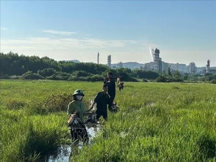 Qua kiểm tra, Hạt Kiểm lâm Nghi Sơn đã thu giữ, tháo dỡ và tiêu hủy 8.975 m lưới, 393 bẫy, 15 loa dẫn dụ chim, 303 cọc tre, 385 cò giả bằng xốp; tháo gỡ 4 lều tạm phục vụ hoạt động bẫy bắt. Ảnh: TTXVN phát