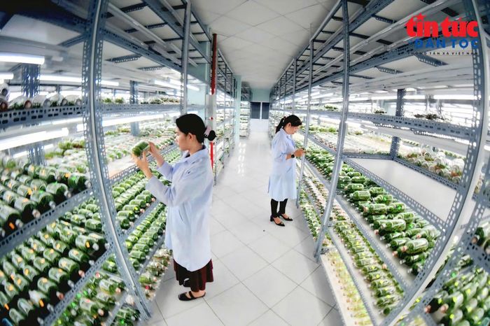 Phòng nuôi cây tại Khu Nông nghiệp Công nghệ cao TP Hồ Chí Minh.