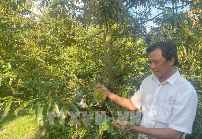 Anh Ngô Văn Hải, xã Hiệp Đức, tỉnh Đồng Tháp xót xa khi sầu riêng sắp thu hoạch lại bị rụng trái hàng loạt. Ảnh: Hữu Chí - TTXVN