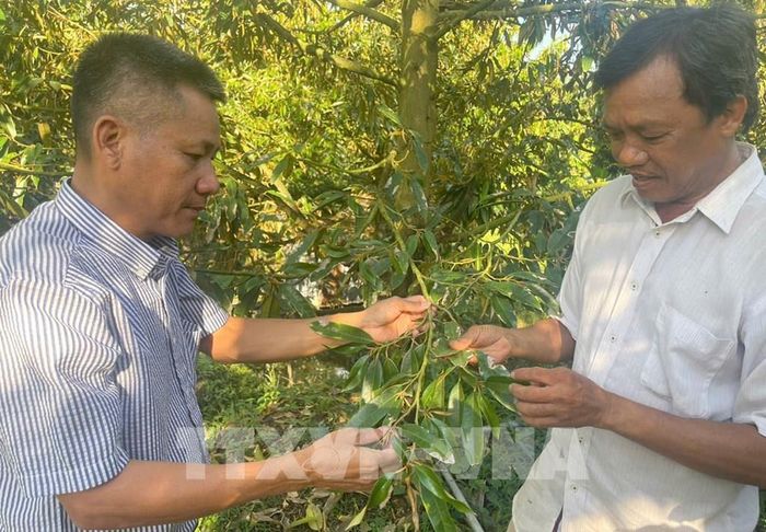 Nhân viên kỹ thuật Chi nhánh Phân bón thuộc Công ty trách nhiệm hữu hạn xuất nhập khẩu thực phẩm ABZ (Thành phố Hồ Chí Minh) khảo sát hiện tượng sầu riêng rụng trái non ở vườn anh Ngô Văn Hải, xã Hiệp Đức, tỉnh Đồng Tháp. Ảnh: Hữu Chí - TTXVN