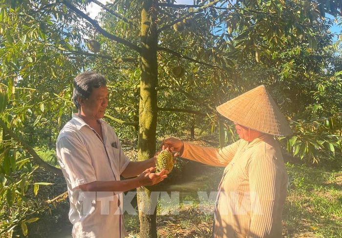 Vườn sầu riêng của anh Ngô Văn Hài đã có 35 cây sắp thu hoạch bị rụng sạch trái. Ảnh: Hữu Chí - TTXVN