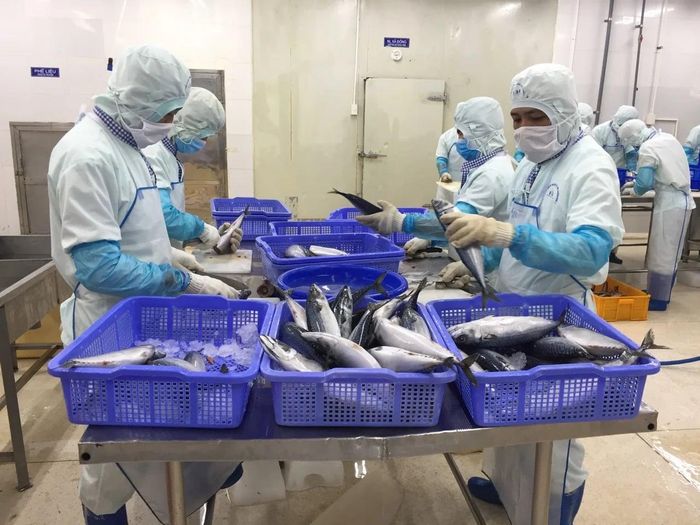 Chế biến hải sản tại Baseafood. Ảnh: DNCC
