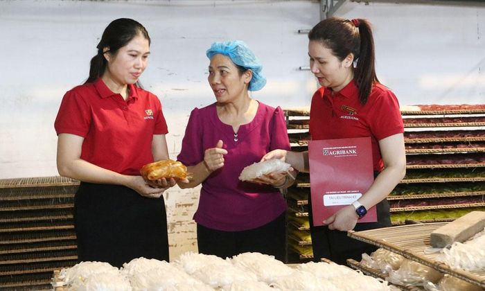 Cán bộ tín dụng tìm hiểu quy mô sản xuất tại Hợp tác xã Mỳ Thuận Hưởng, xã Nam Dương.