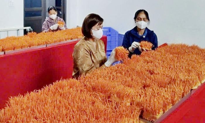 Sản xuất nấm đông trùng hạ thảo tại Hợp tác xã Nuôi cấy đông trùng hạ thảo Hùng Uyên, phường Cảnh Thụy.