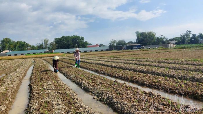 Việc nông dân tích cực tham gia các chương trình liên kết sản xuất nông nghiệp tạo thuận lợi, hướng tới hình thành vùng nguyên liệu tập trung ở khu vực lòng chảo Mường Thanh.