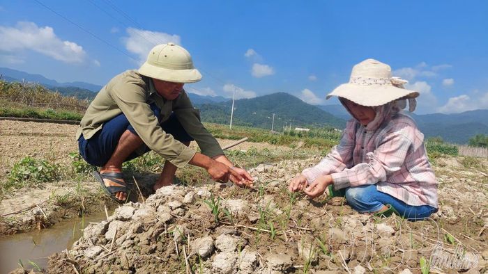 Chỉ sau 10 ngày gieo, cây ngô ngọt đã lên cao tầm hơn 10cm, đẻ 5 - 6 lá.