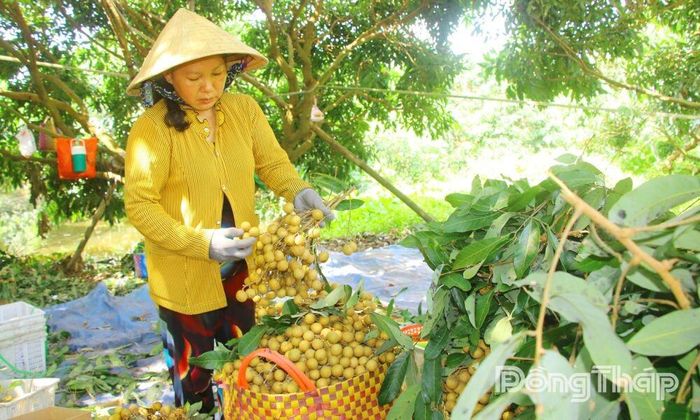 Xã Phú Hựu tập trung phát triển cây nhãn là cây trồng chủ lực trong nông nghiệp.