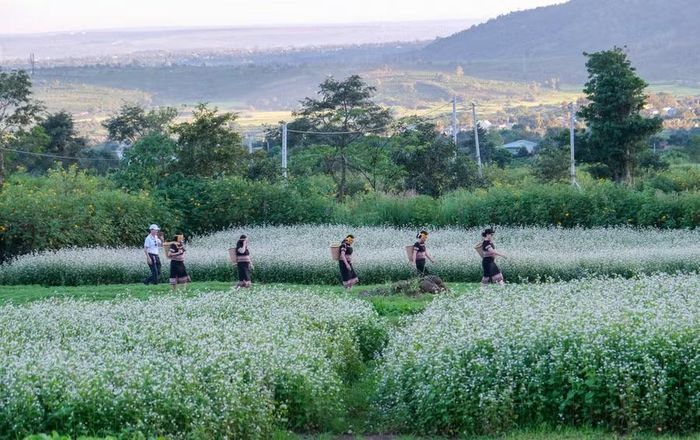  Các vườn hoa dưới chân núi lửa Chư Đang Ya sẵn sàng đón du khách đến với mùa lễ hội trên cao nguyên. Ảnh: Minh Châu 