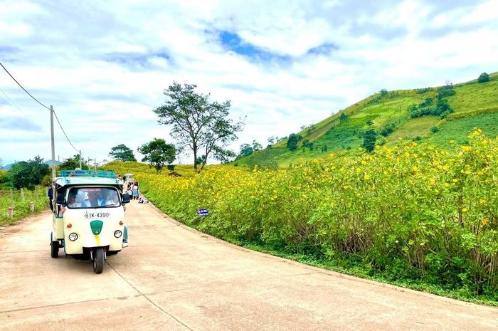 Sắc quỳ vàng mê hoặc trên trục đường chính dẫn lên núi lửa Chư Đang Ya. Ảnh: Lam Nguyên