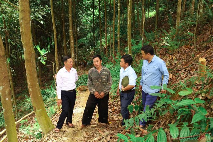 Cán bộ thôn Tập Lăng trao đổi với các hộ dân về hiệu quả kinh tế của cây quế.