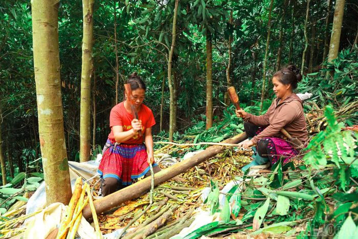 Các thành viên Tổ liên kết trồng quế thôn Tập Lăng luân phiên đổi công, hỗ trợ nhau thu hoạch.