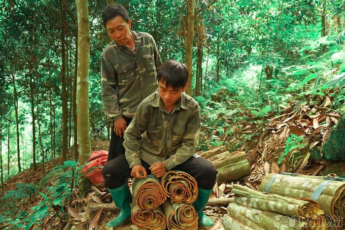 Mô hình tổ liên kết giúp các hộ tăng sản lượng quế thu hoạch trong ngày.