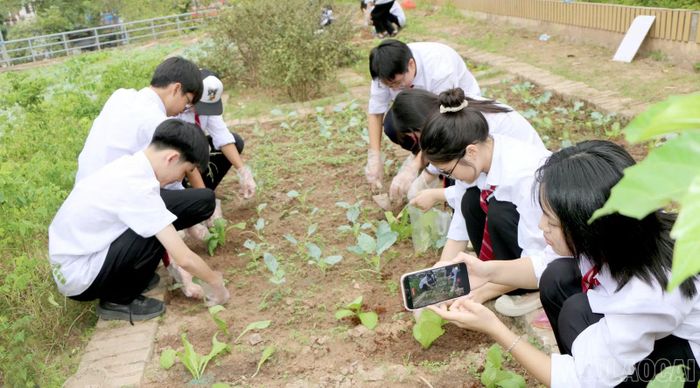  Học sinh sử dụng điện thoại quay hình, thu thập thông tin trong giờ học STEM tại không gian mở. 