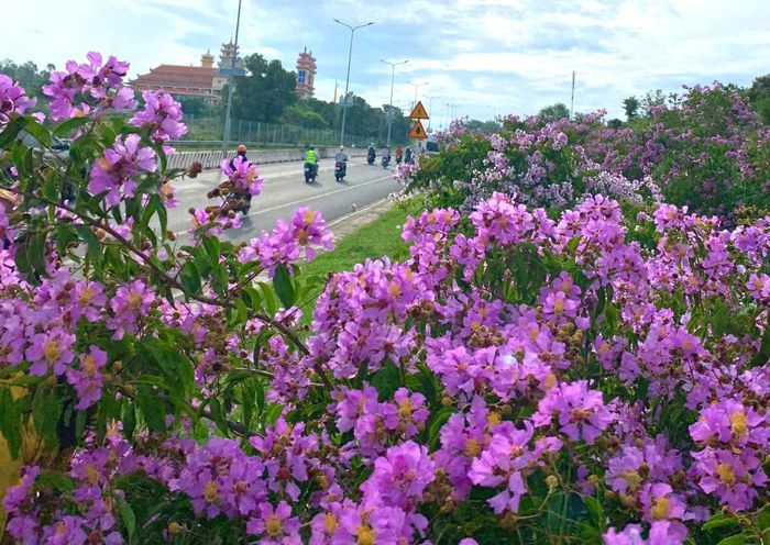 Sắc tím hoa bằng lăng bên cung đường du lịch nối phường Phú Thủy và Mũi Né
