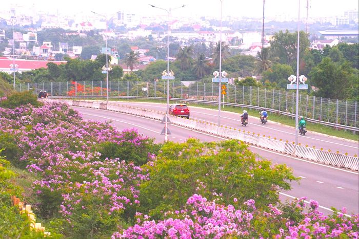 Vẻ đẹp hoa bằng lăng từ trên cao nhìn về trung tâm phía Đông lúc hoàng hôn