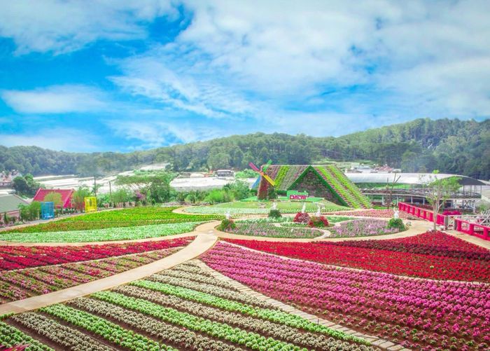 Vườn hoa Đà Lạt đang hội tụ hơn 100 loài hoa. (Ảnh: Hoàng Sa)