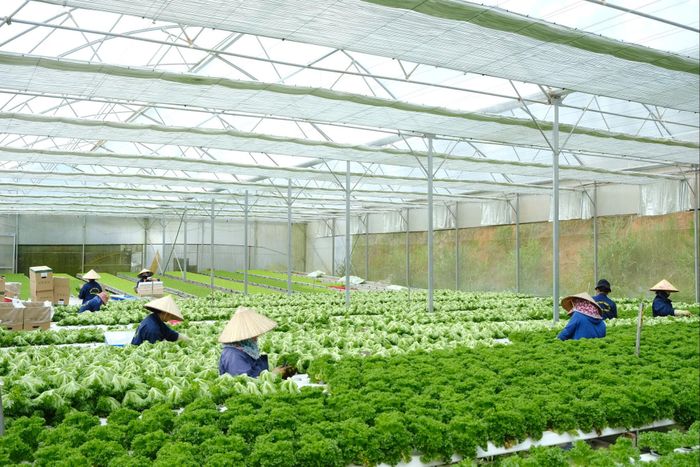 Nông nghiệp là lĩnh vực đóng góp vào GRDP khá ổn định