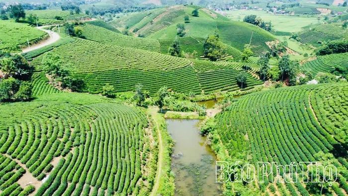 Cây chè được xã Minh Đài xác định là cây công nghiệp chủ lực gắn với phát triển du lịch sinh thái, tạo sinh kế mới cho người dân bản địa.