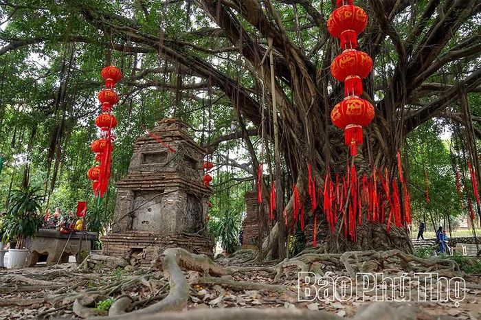 Giữa những rễ cây đan xen, các ngọn bảo tháp cũ, hoa cúc vàng và những dải lụa đỏ tạo nên khung cảnh nhuốm màu thời gian, gợi sự giao hòa giữa thiên nhiên với đời sống tâm linh.