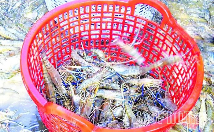 Tôm càng xanh được nuôi ở đồng nước Văn Khúc, xã Hùng Việt có giá bán 200.000 - 300.000 đồng/kg tùy thời điểm.