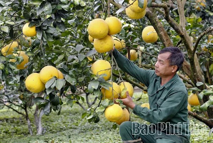 Người trồng bưởi tỉ mẩn chăm chút từng chùm quả, gửi gắm vào đó bao giọt mồ hôi và niềm hy vọng về một vụ mùa bội thu.