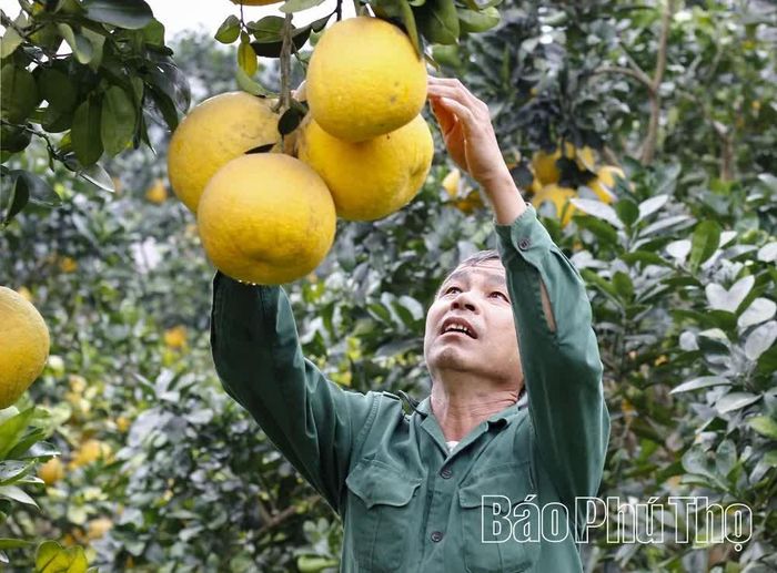 Bàn tay nâng niu, gói trọn niềm hy vọng về một mùa quả ngọt.