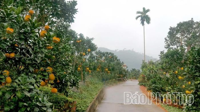 Những chùm bưởi chín vàng mọng trĩu cành, vẽ nên bức tranh nông thôn mới thanh bình và ấm no.