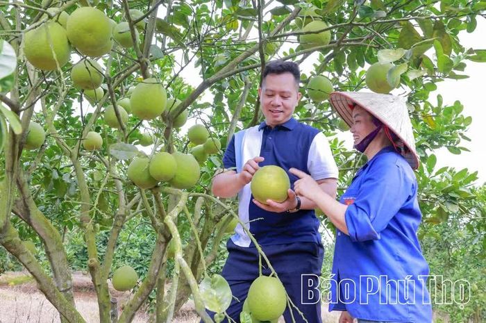 Nông dân thử nghiệm các loại bưởi giống mới phù hợp với điều kiện thổ nhưỡng và khí hậu, mang lại hiệu quả kinh tế cao.