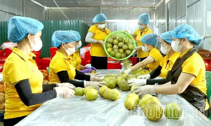 Trong các hợp tác xã, công đoạn sơ chế, phân loại bưởi được thực hiện chuyên nghiệp, cẩn trọng, bảo đảm chất lượng đồng đều trước khi đưa ra thị trường.