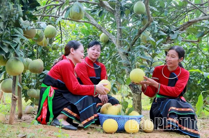 Niềm vui được mùa.