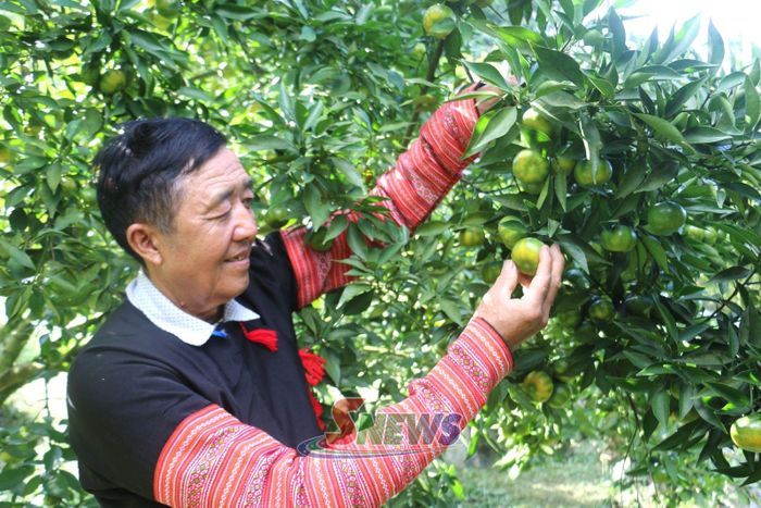 Ông Hàng A Sở chăm sóc vườn cam.