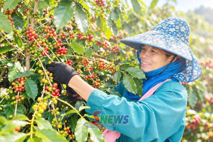 Nông dân xã Mường Chanh thu hoạch cà phê.