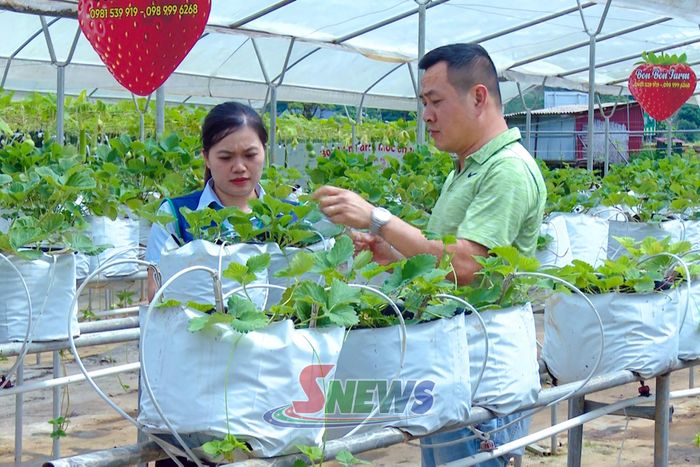 Chăm sóc cây dâu tây trong nhà màng tại Hợp tác xã Du lịch nông nghiệp Bon Bon, phường Mộc Châu.