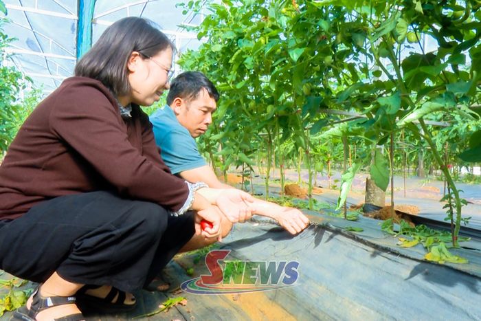 Hợp tác xã Đoàn Kết, xã Chiềng Mung sử dụng hệ thống bạt phủ giữ ẩm cho cây trồng.